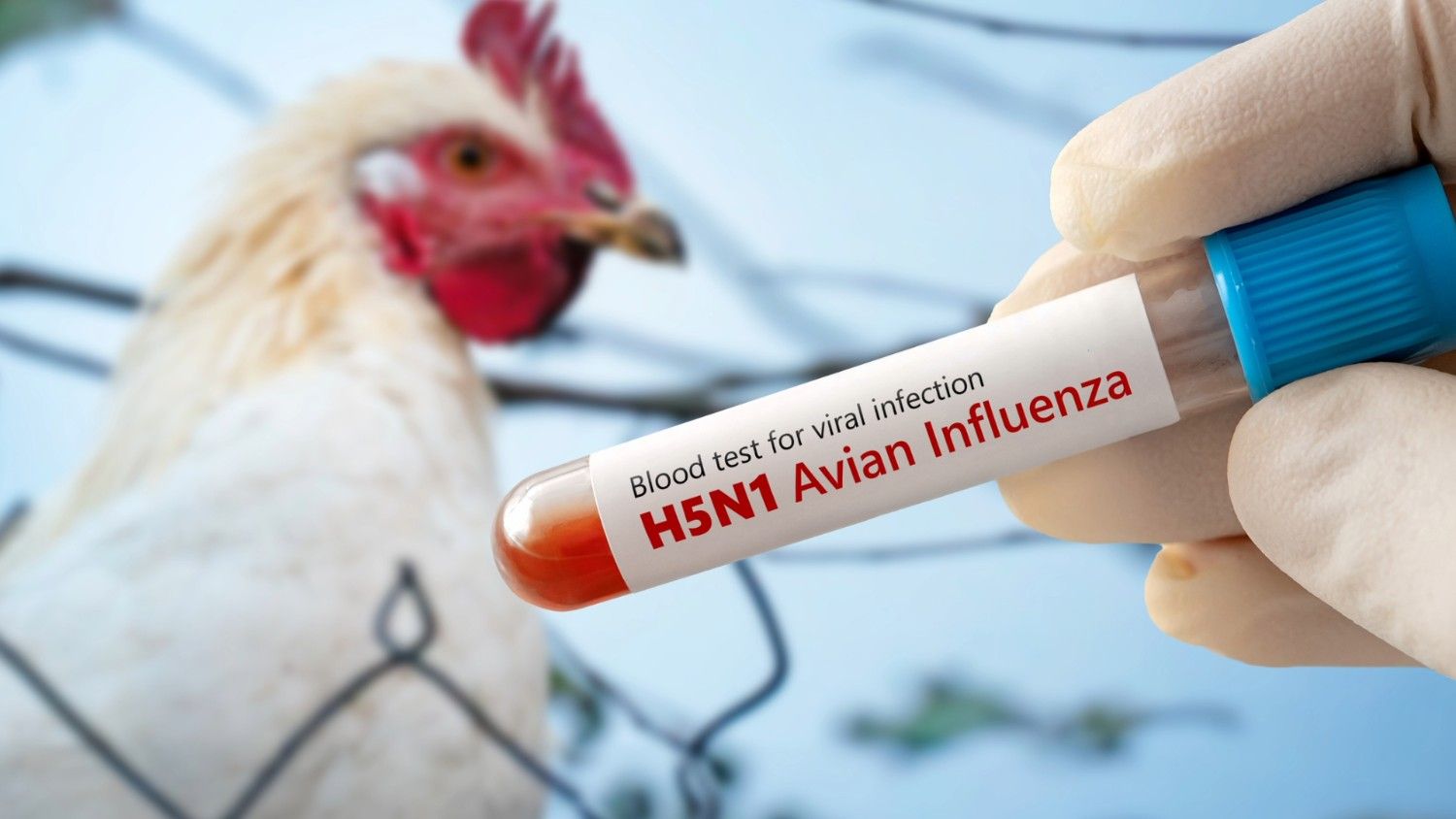 raigarh-bird-flu-virus-h5n1-action-taken