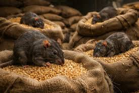 Chhattisgarh Paddy scam