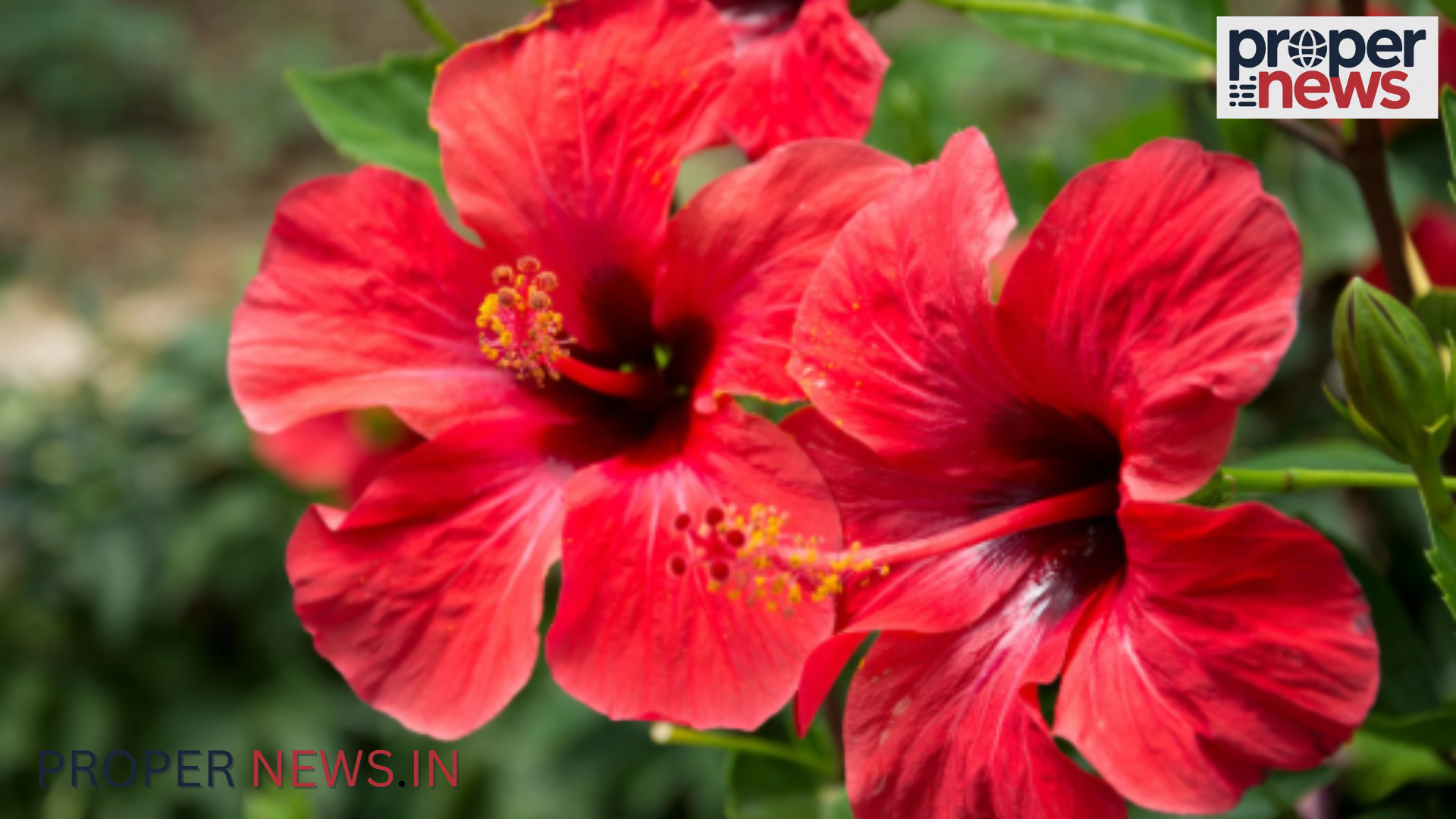 Hibiscus Flowers