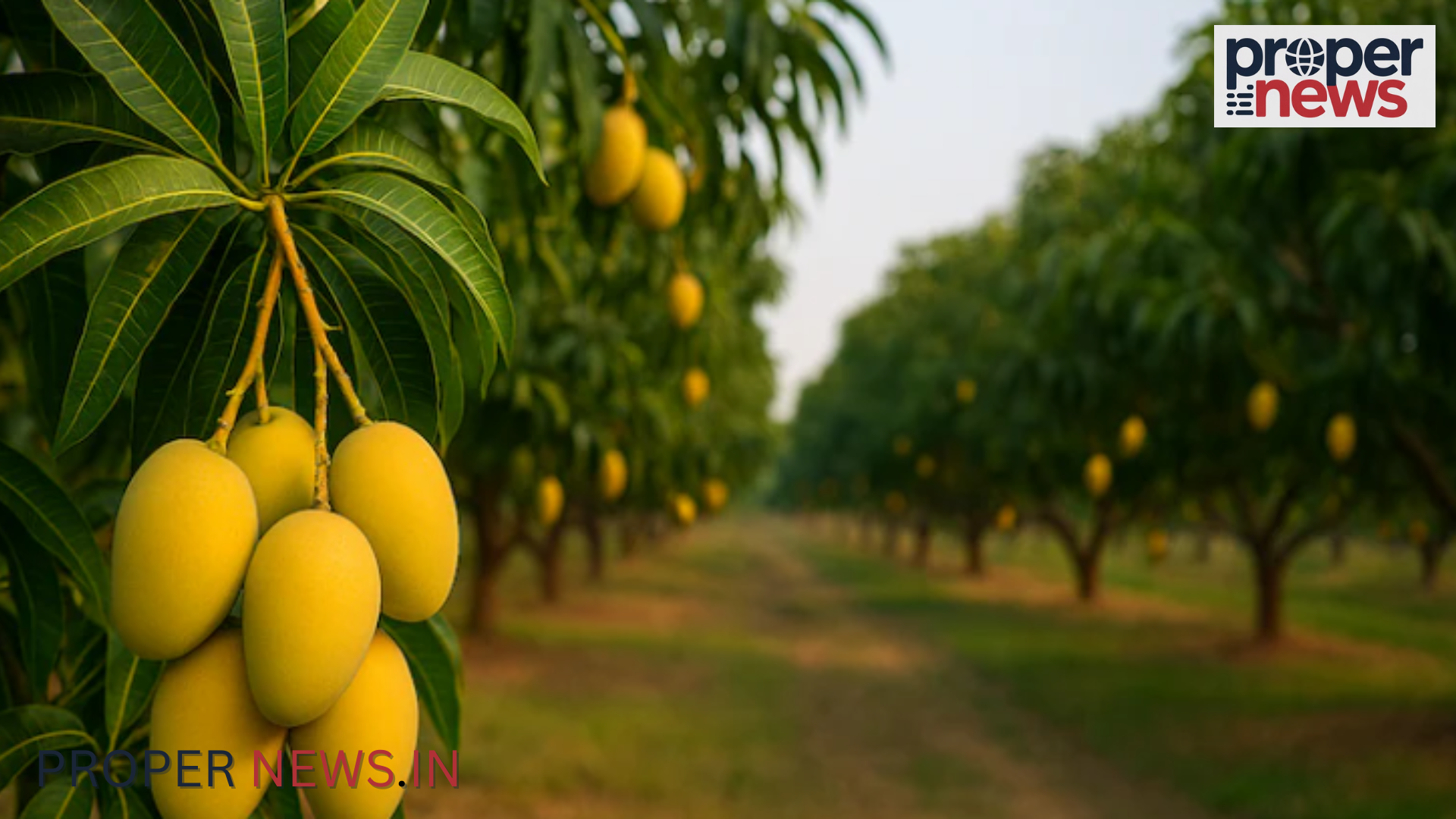 Mango Capital of the World