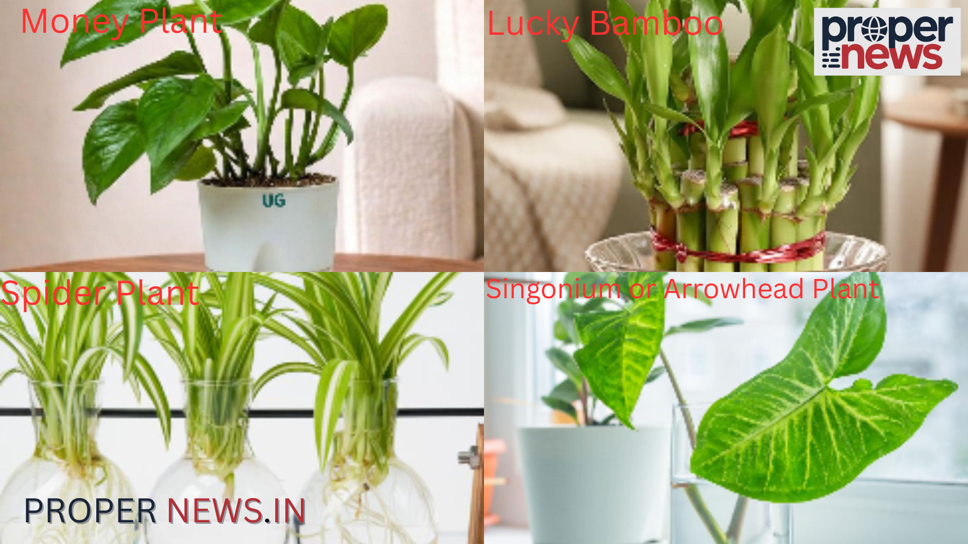 Hydroponics