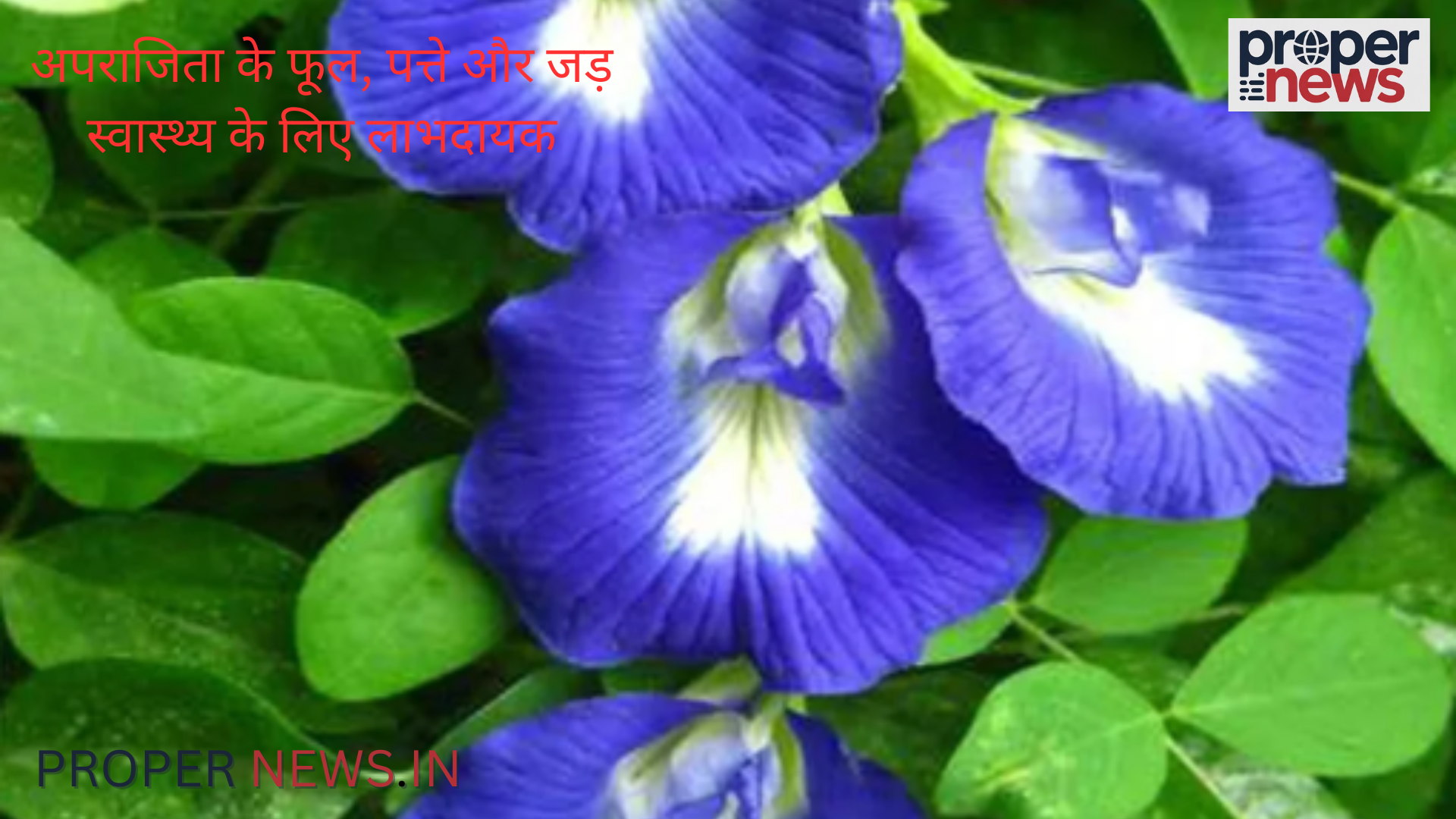 Aparajita Flower Benefits