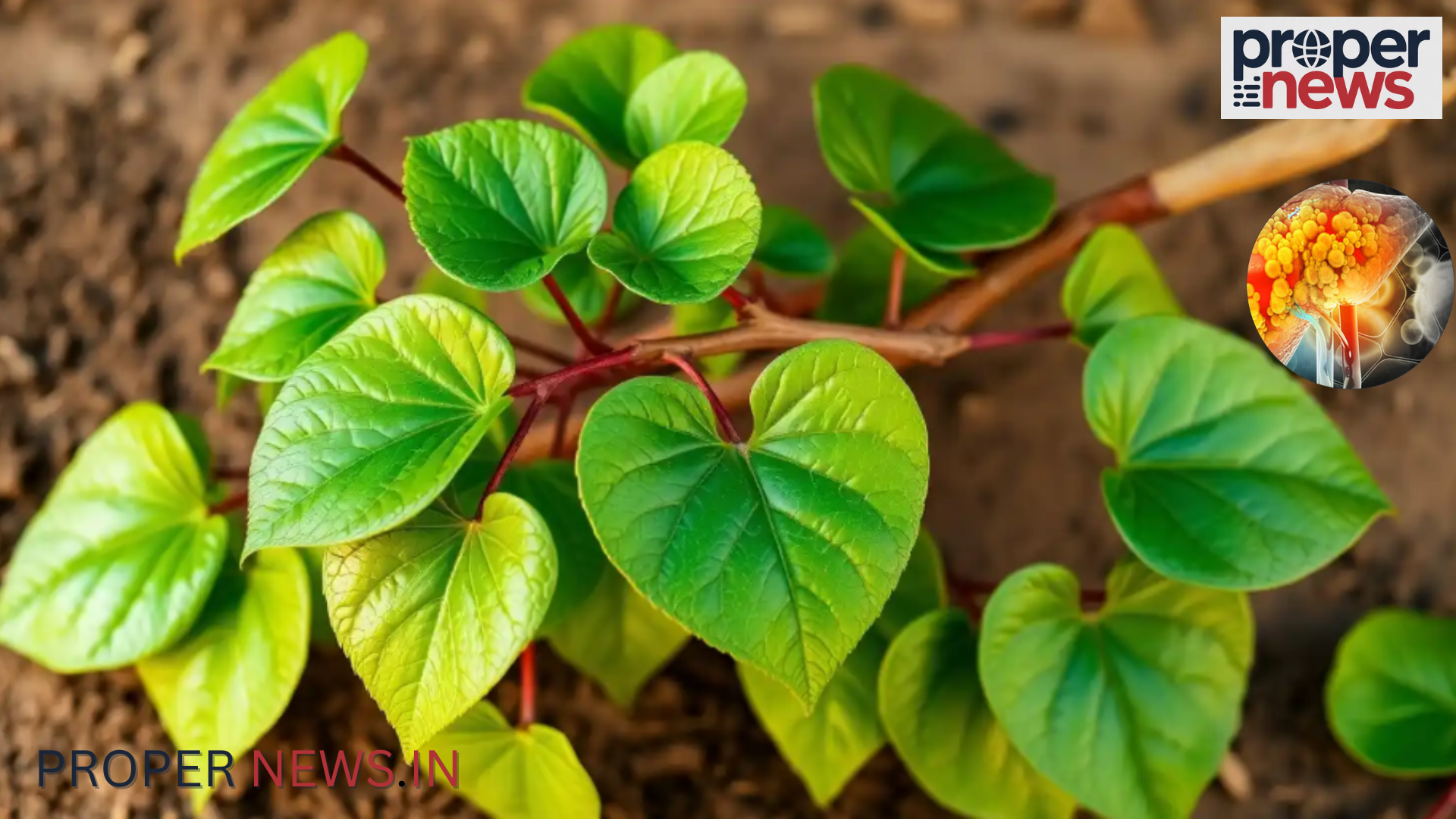 Giloy Benefits