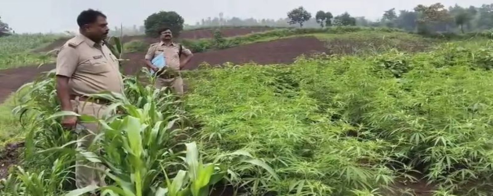 Barwani Cannabis Seizure