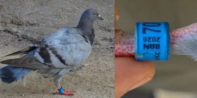 suspicious pigeon Bangladesh tag Odisha