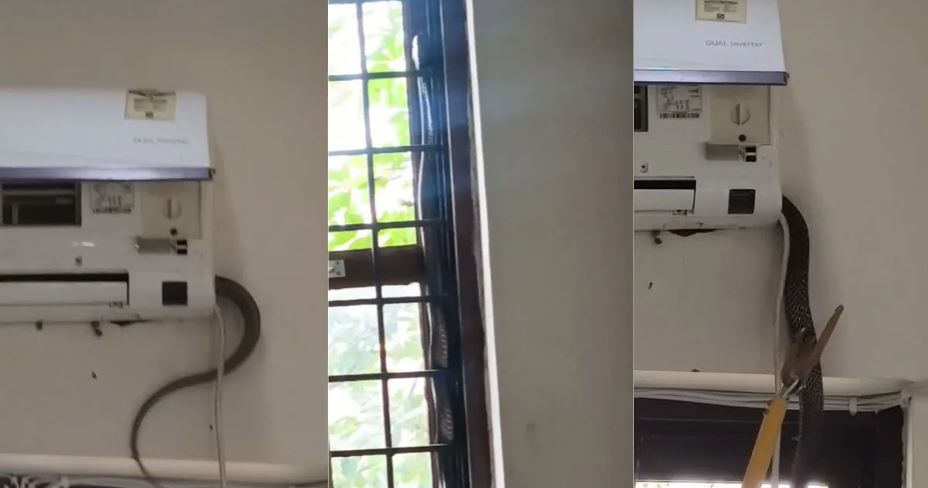 King Cobra in BJP Office