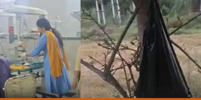 Haryana newborn abandoned on tree