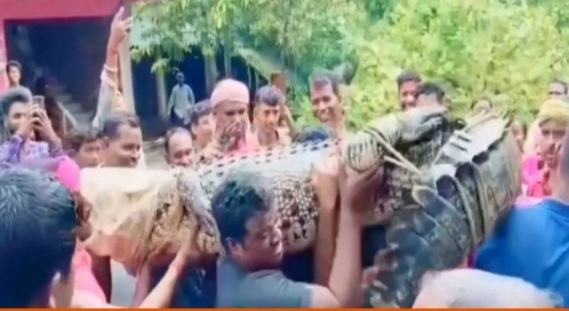 15-foot crocodile enters cowshed