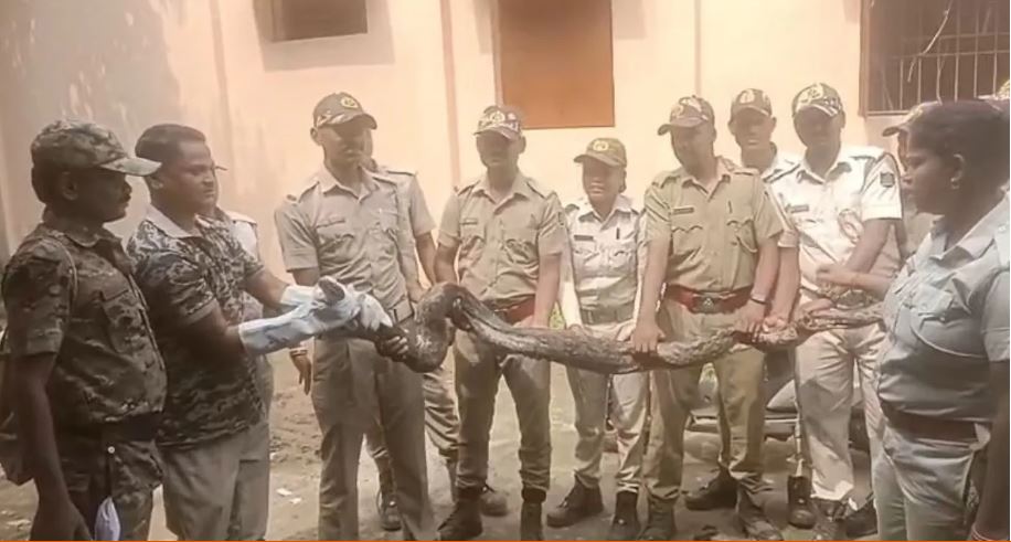 Balasore Python Rescue