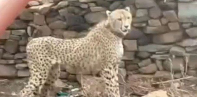 Kuno cheetah death gunshots