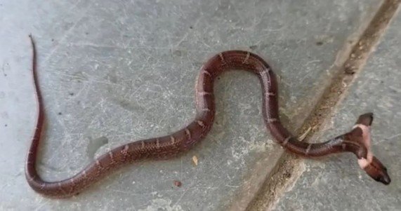 Two-Headed Wolf Snake