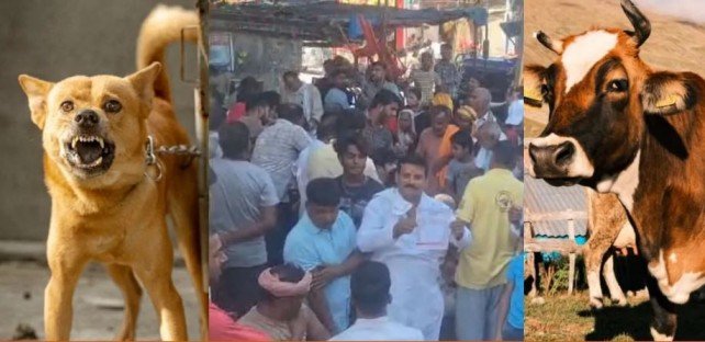 Rabies Infected Cow Milk