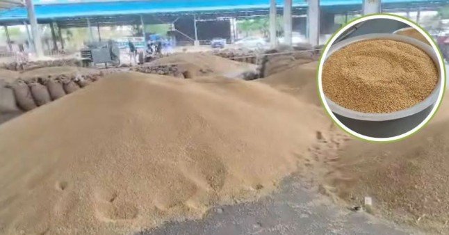 Kota Mid-Day Meal Grain Embezzlement