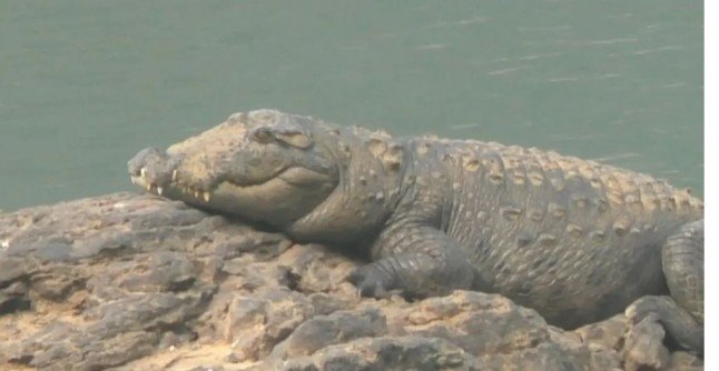 Mahanadi Crocodile Attack Rescue