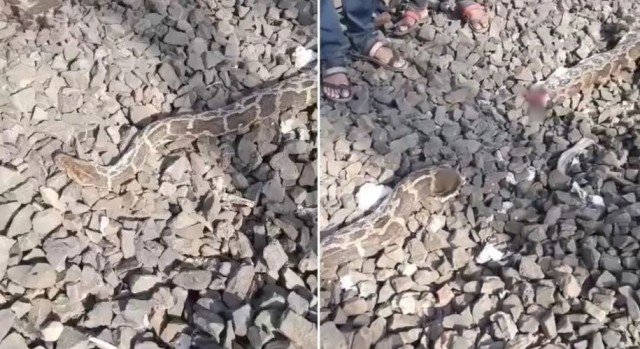 Python Train Accident