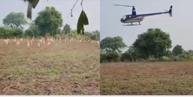 Shajapur Blackbuck Rescue Operation